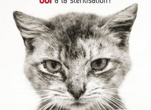 Campagne de capture, identification et stérilisation de chats errants