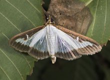 Invasion Papillons