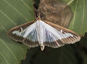 Invasion Papillons